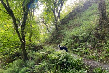 One of the footpaths through the woods at Aberfforest