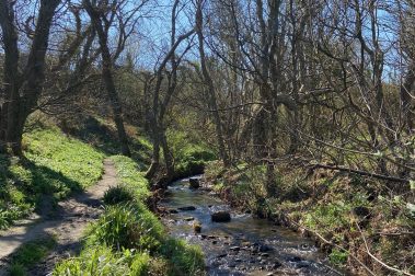 The stream through the woods at Aberfforest