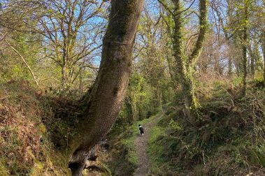One of the forest footpaths near Aberfforest
